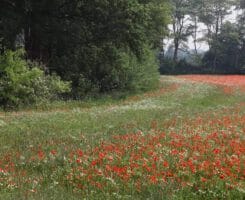 Landgoed De Hoevens