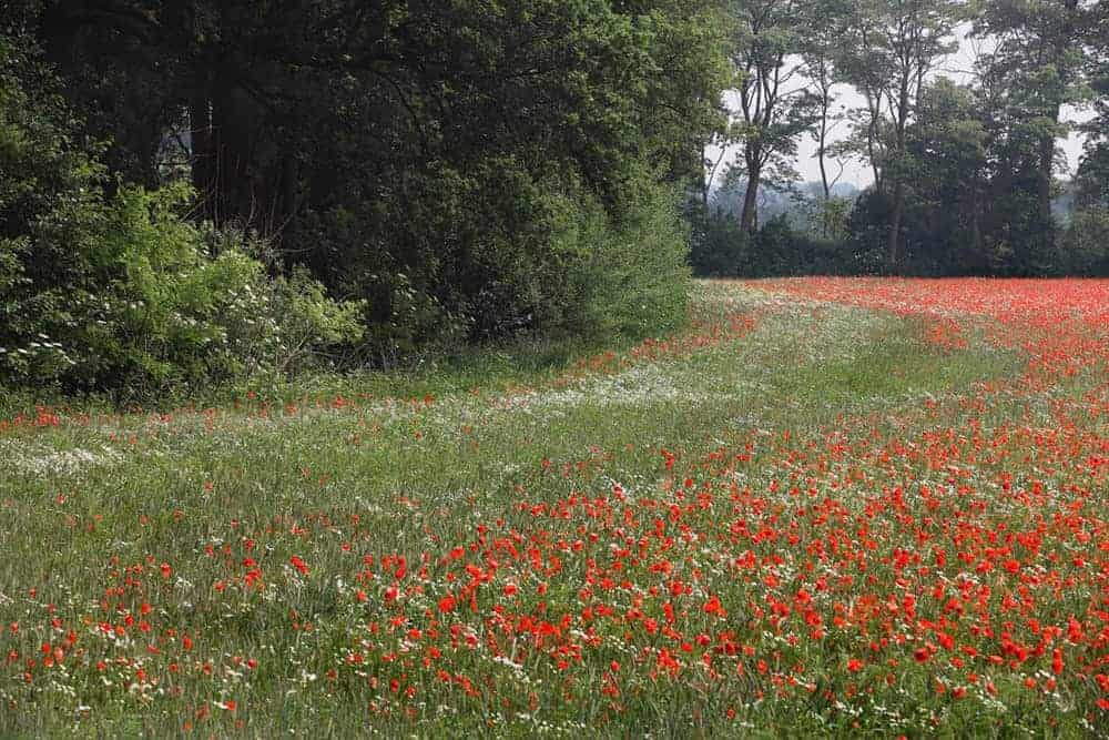 Landgoed De Hoevens