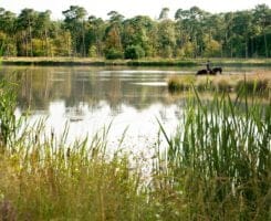 Het Ossengoor in de Chaamse Bossen
