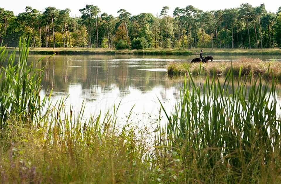 Het Ossengoor in de Chaamse Bossen