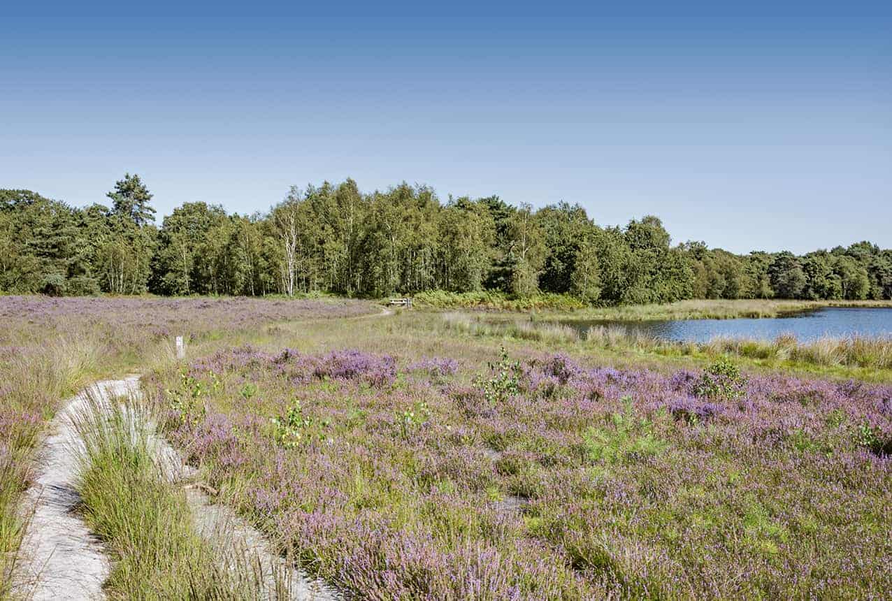 strijbeekse_heide