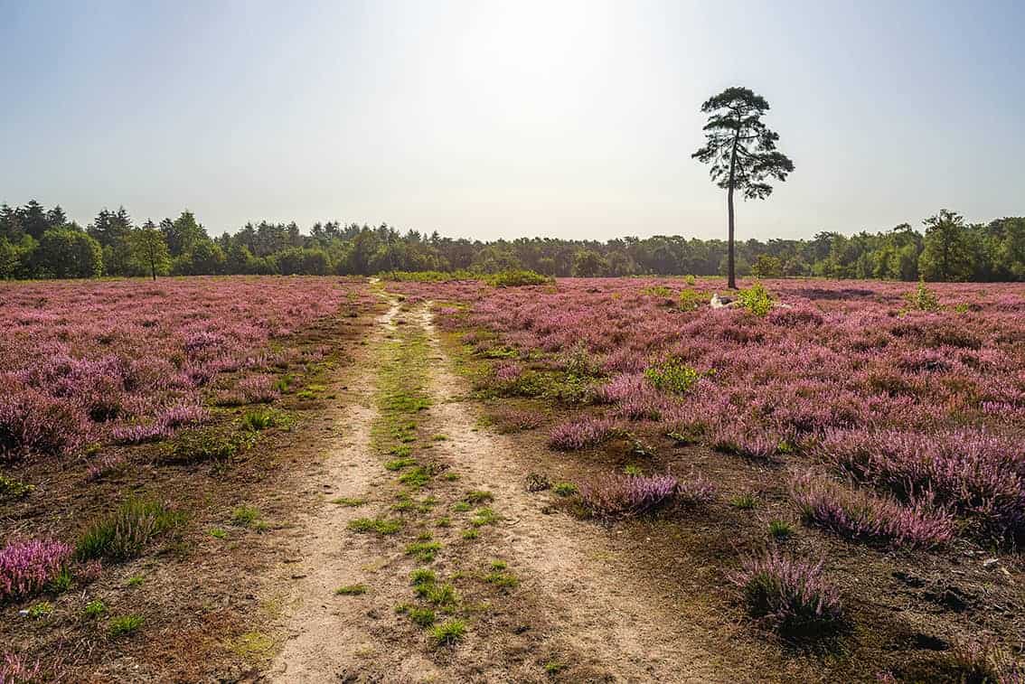 Colorful heather and a pine tree