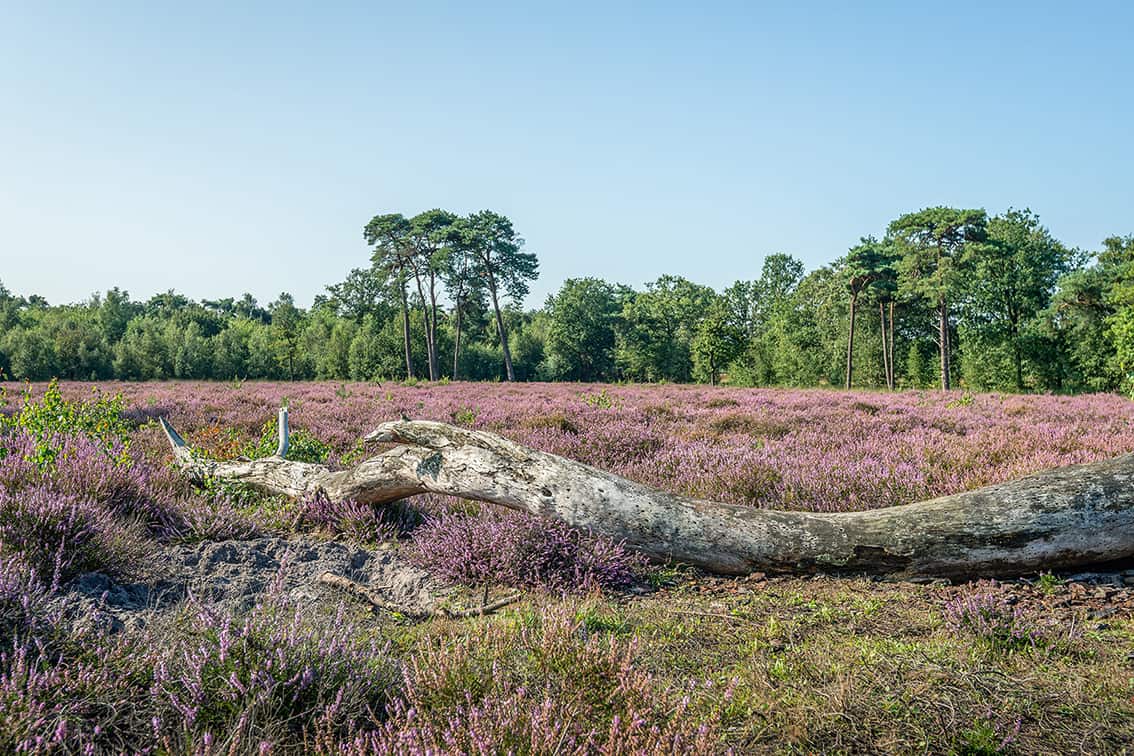 Strijbeekse Heide