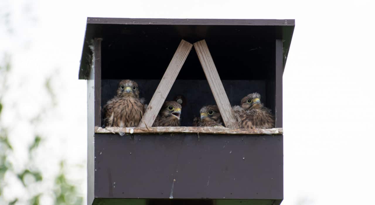 Gilzewouwerbeek IVN natuurwandeling