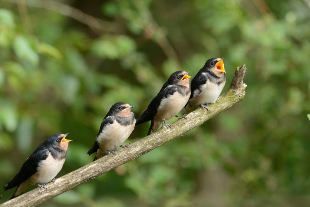 Jacques-Peters-Boerenzwaluw-Fochteloerveen-1024×683 Blik op Natuur