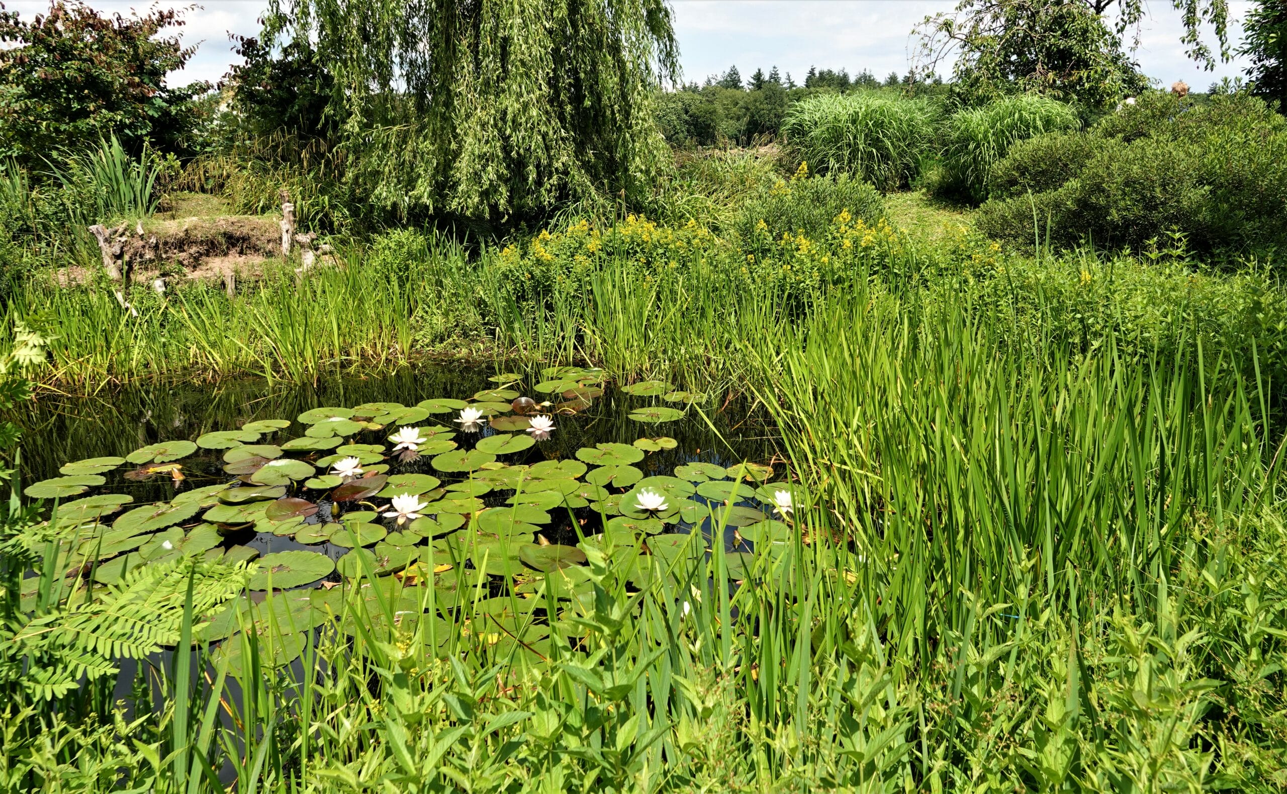 Tuin Toon Thielen