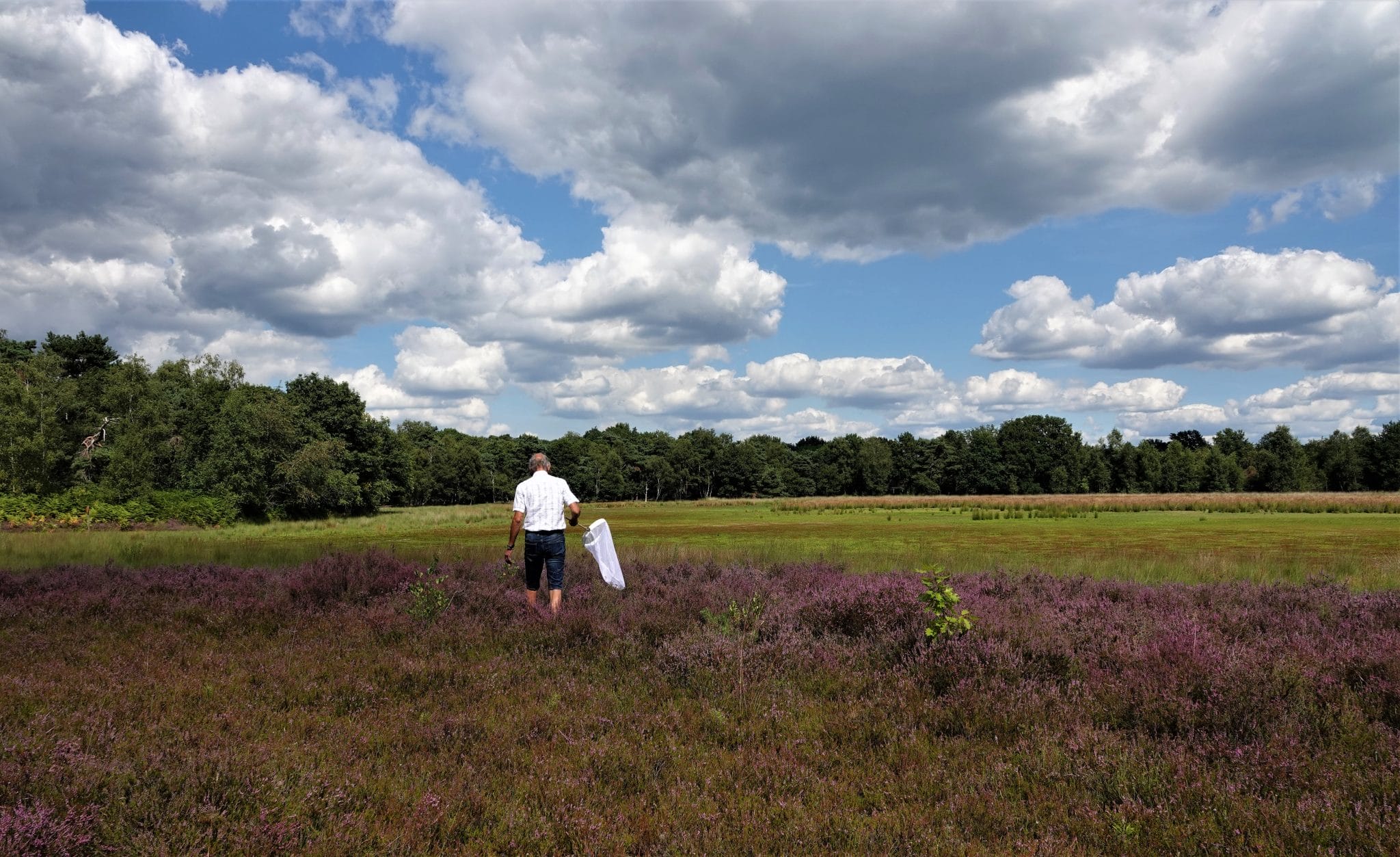 Insectenwandeling