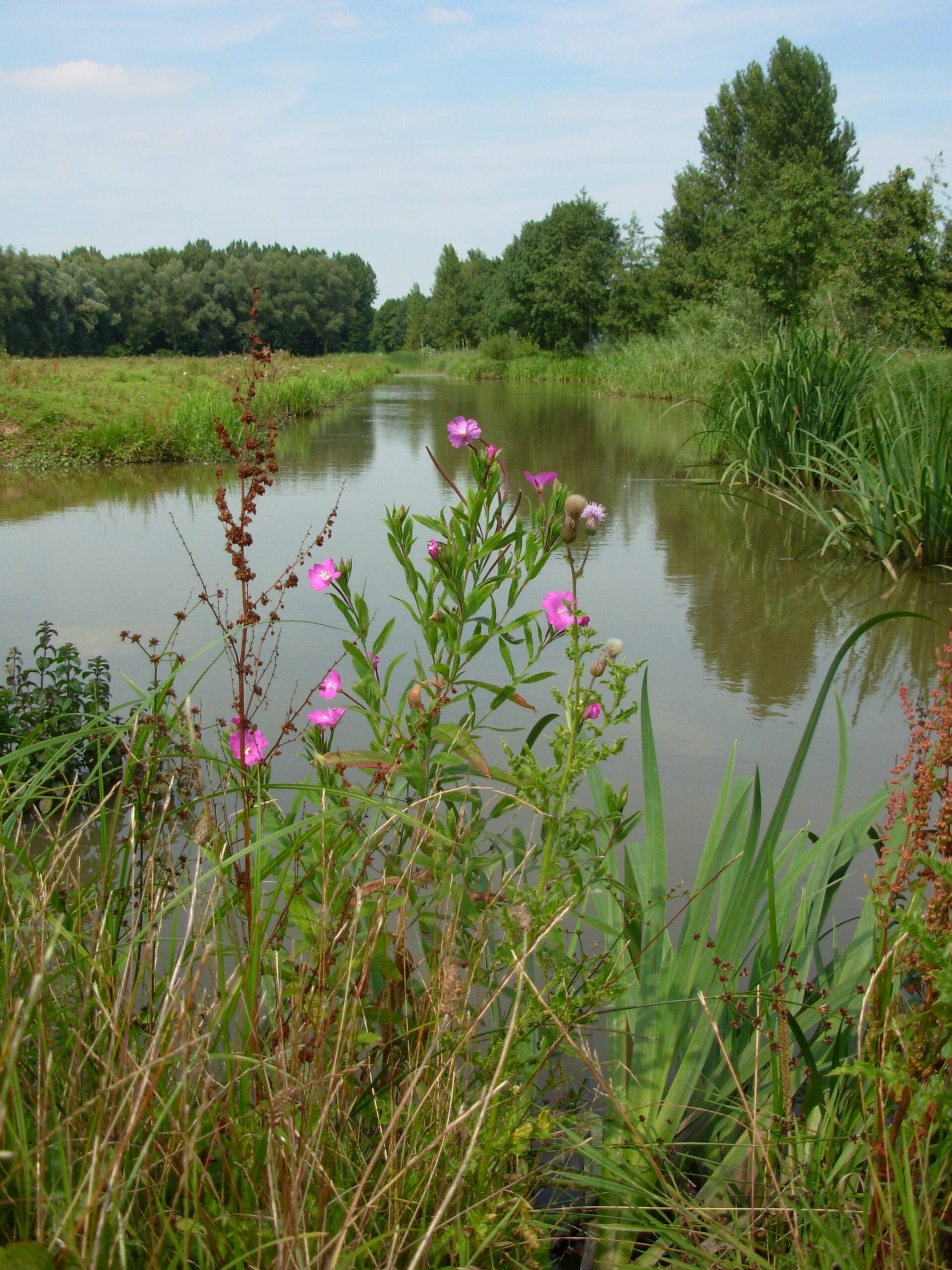 Water landschap