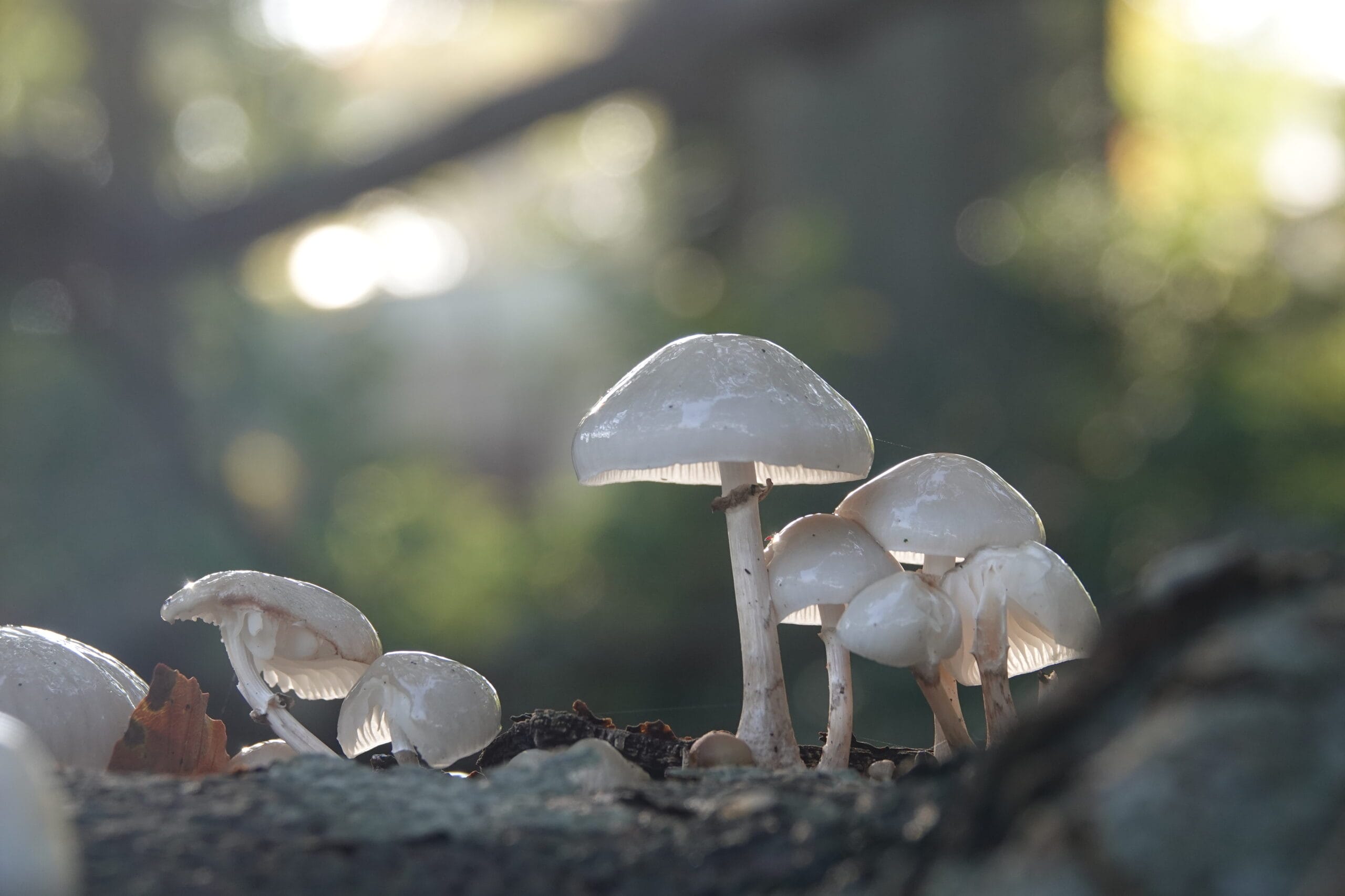 Paddenstoelen