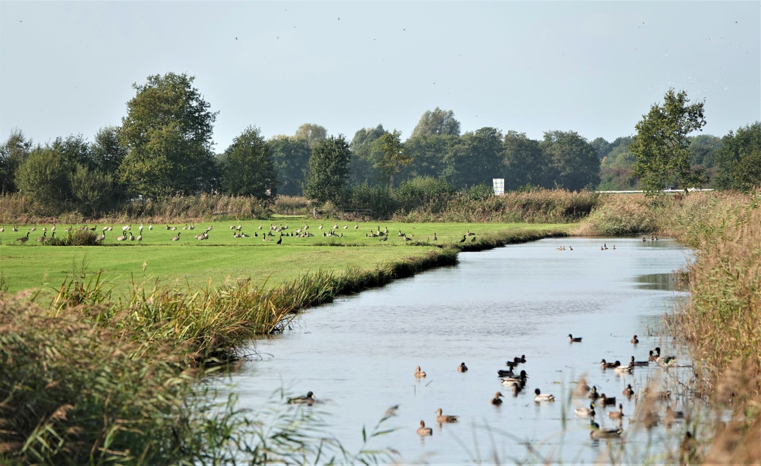 Vogels KIjken