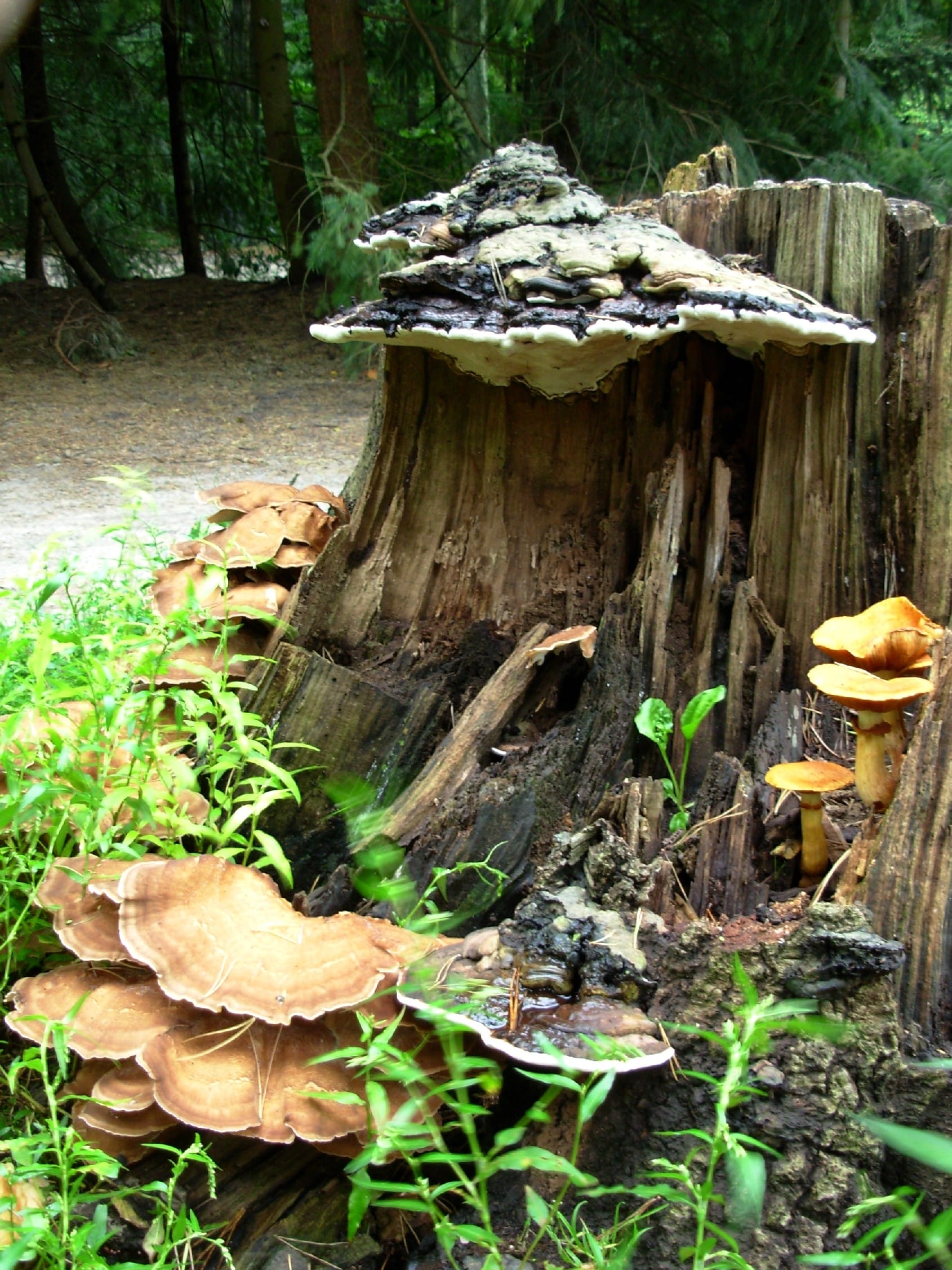 Zwammenstam – Foto C. Stapel