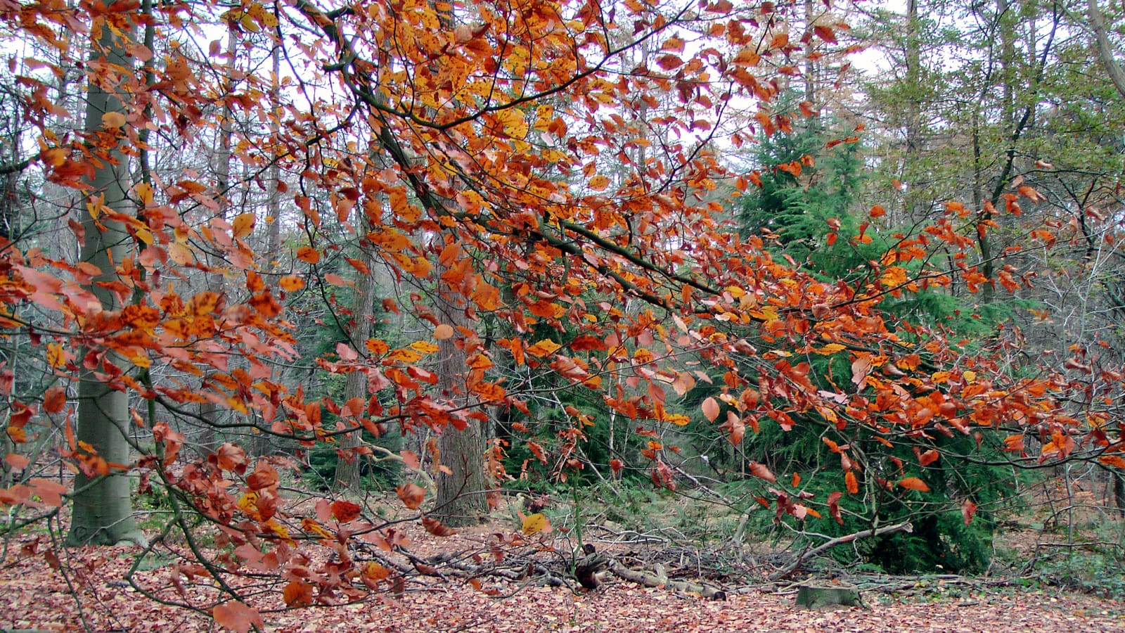 herfst