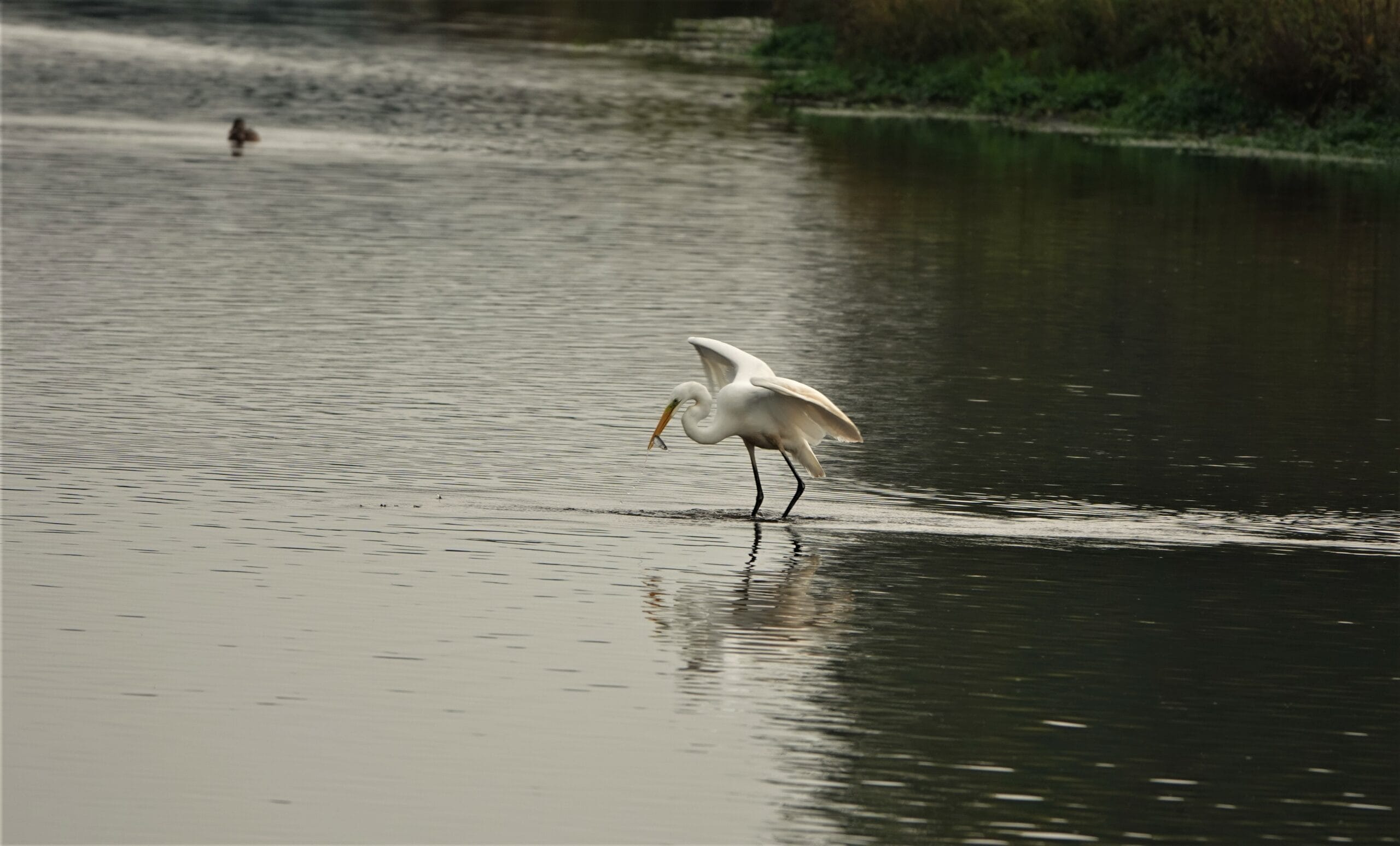 Reiger – Foto L. Steijn