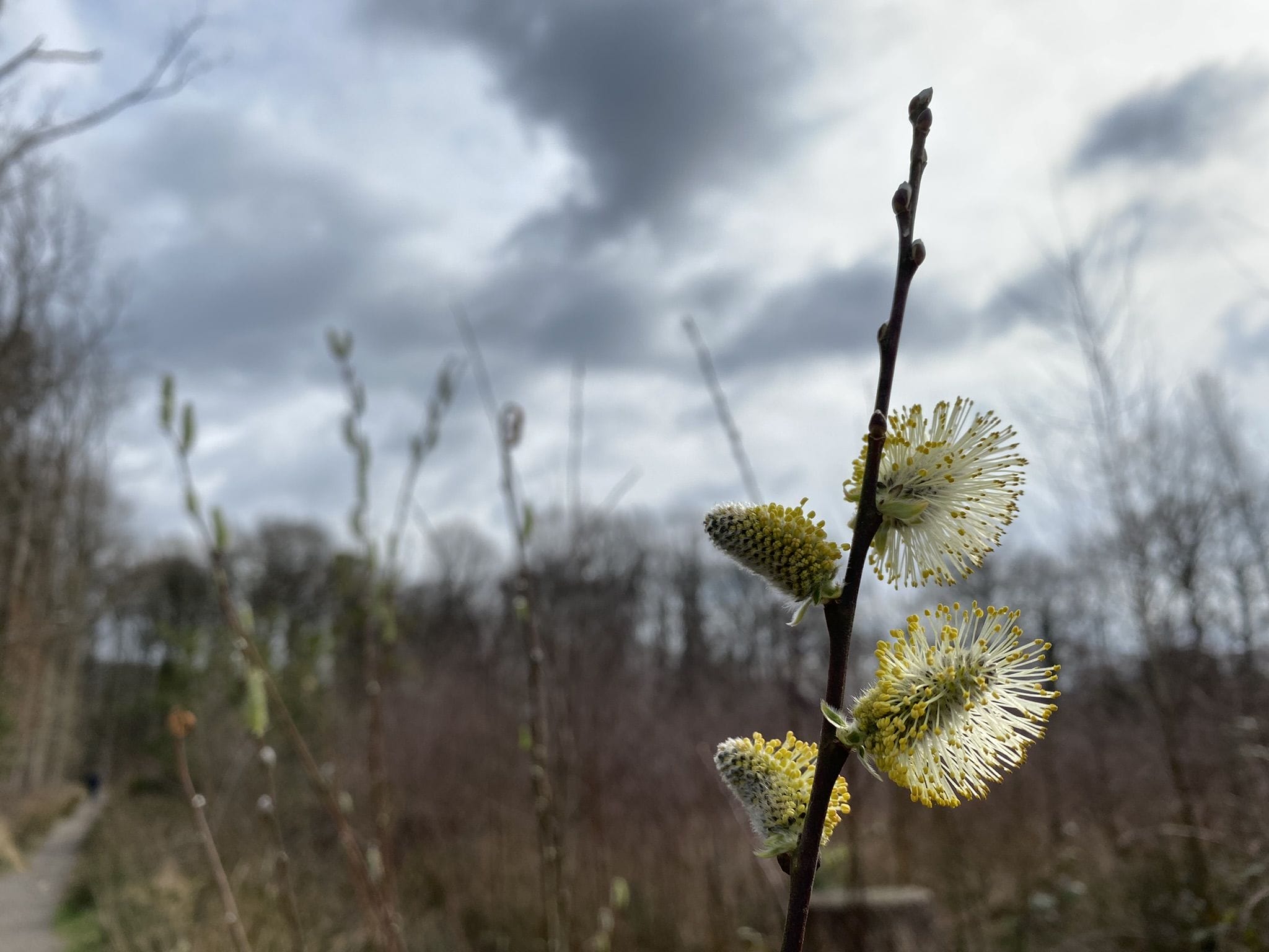 Natuurwandeling Wolfslaar