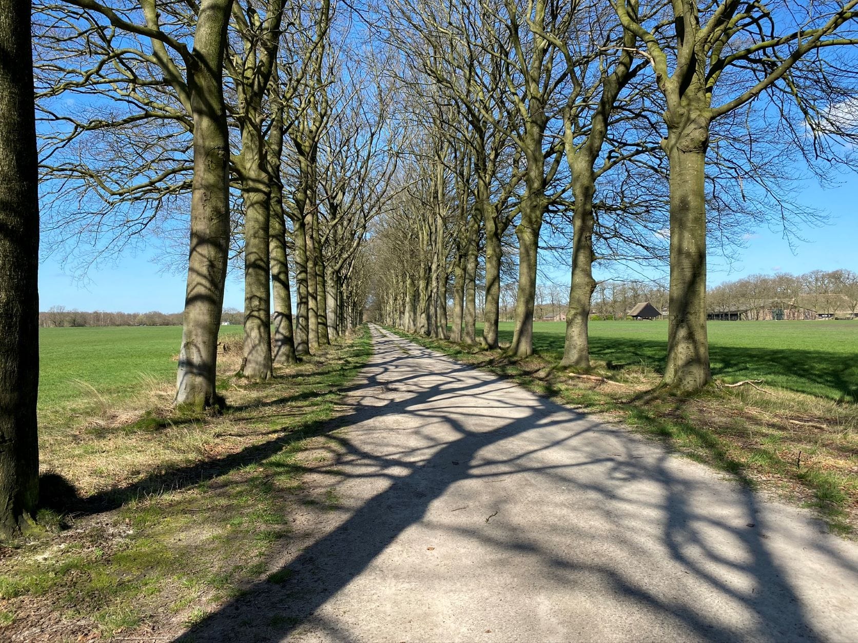 Trippelenberg-kale-bomen-liggend-klein