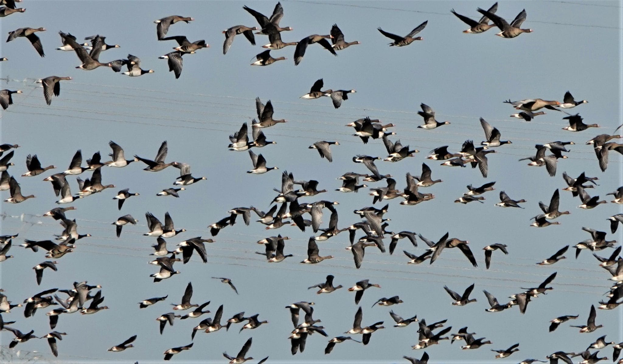 vogelwandeling 10-4