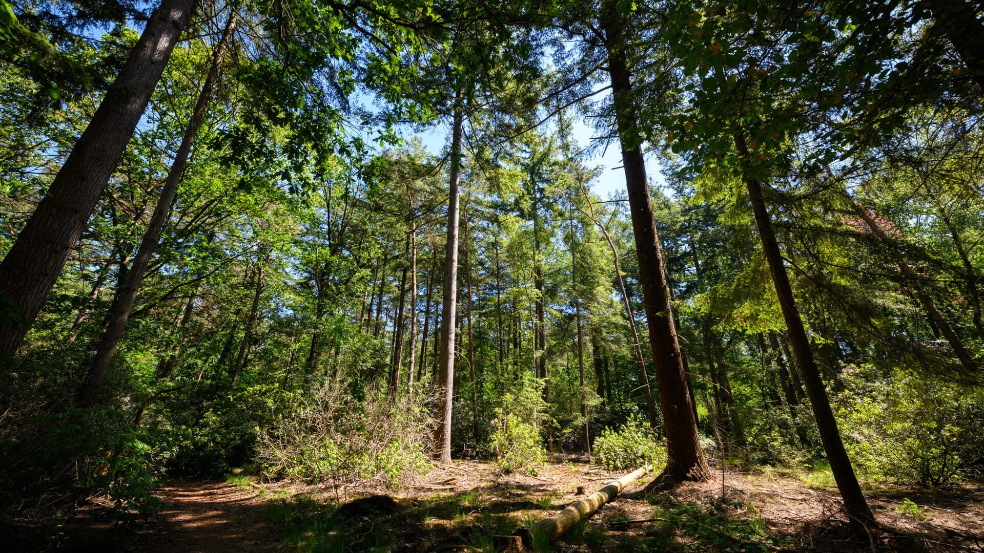 bosbaden-Wilmabos-14062021-JostijnLigtvoetFotografie-17