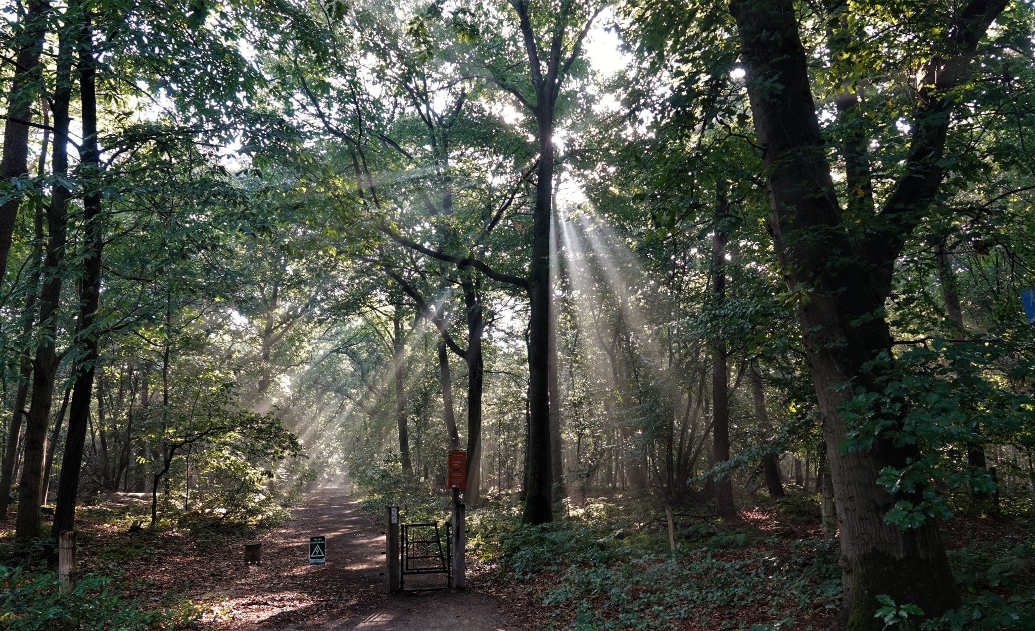 Ochtendwandeling Dorst