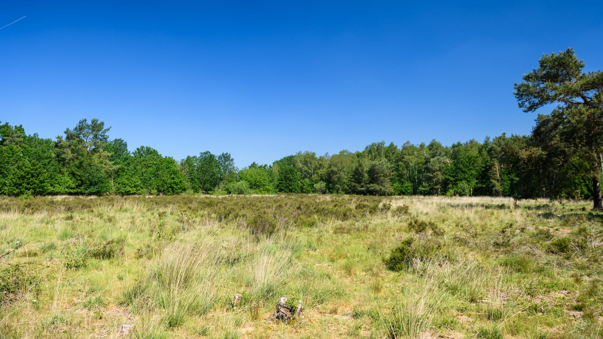 SB013-DeGaas-Witbrand-10062021-JostijnLigtvoetFotografie-14