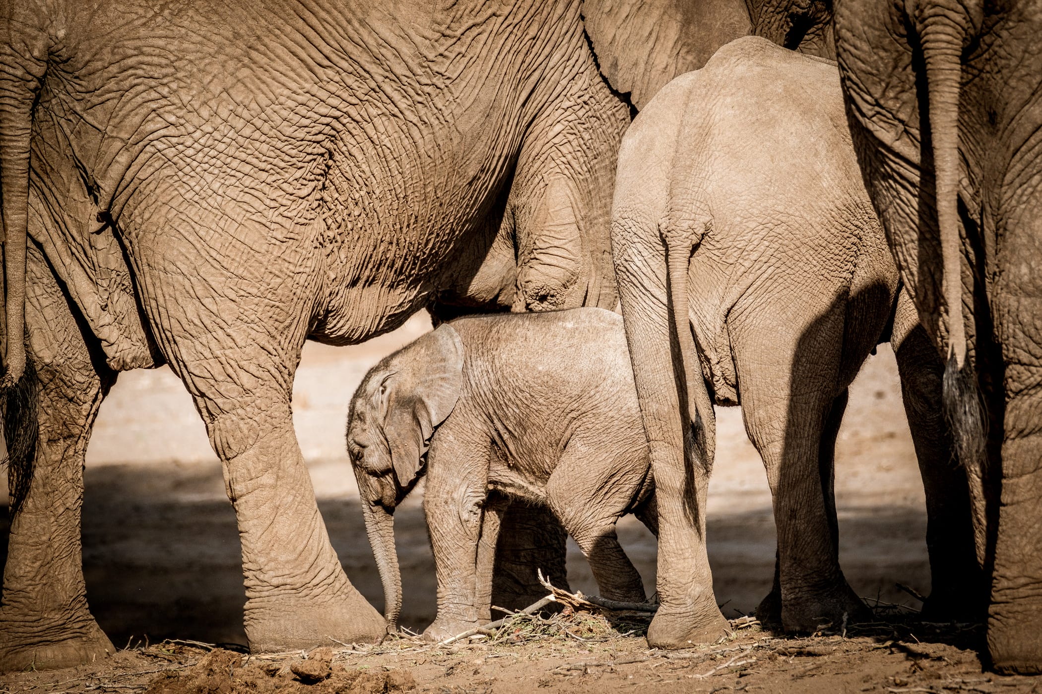 04_ In the arms of the herd